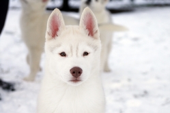 Hope - Wspolne zabawy szczeniat 11 tygodni